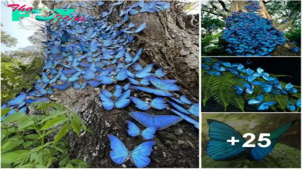 The Wondrous Mutant Butterfly That Can Change Colors at Will and Glows Continuously for 48 Hours to Attract a Mate