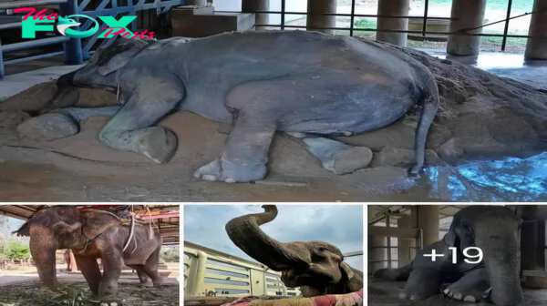 Eight Decades Later: freed Elephant Rediscovers Delight in the Simple Pleasures of reѕtіnɡ