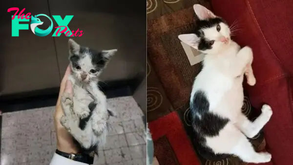 20 Transformations Of Cats Before And After Adoption