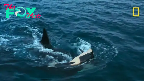 'It shows the power of the matriarch': Heartbreaking footage shows orca mom and son team up to drown another pod's calf
