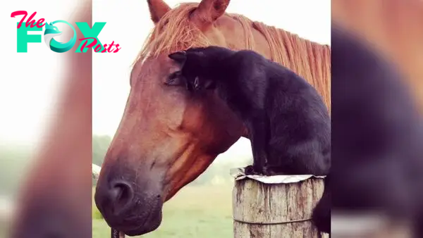 Cat Hops Onto His Horse Best Friend And Goes For A Beautiful Ride