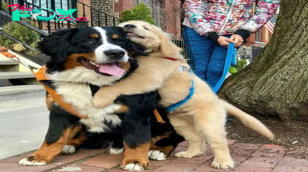Bomk6 “In a heartwarming reunion, Kopi and Kipop, two devoted dogs, shared an emotional embrace at a bus stop after a two-year separation, inspiring everyone with the enduring strength of their canine bond.”