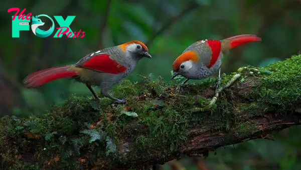 QL An Exquisitely, Distinctively Colored, Yet Thoroughly Shy Bird That Stands Out Despite Their Best Efforts To Remain Inconspicuous – Meet The Red-tailed Laughingthrush!