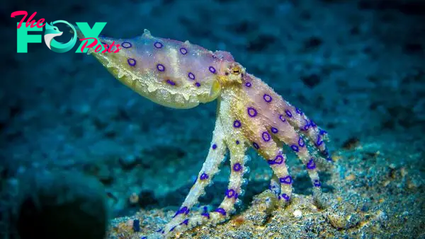 Blue-ringed octopus, one of the most toxic animals on Earth, bites teen after hiding in shell