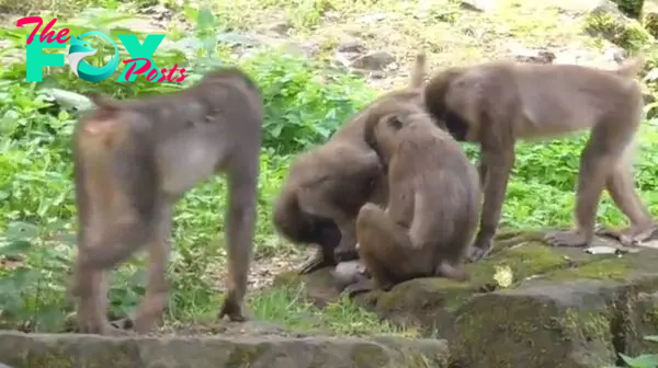Zoo monkey eats her baby’s corpse after carrying it around for days