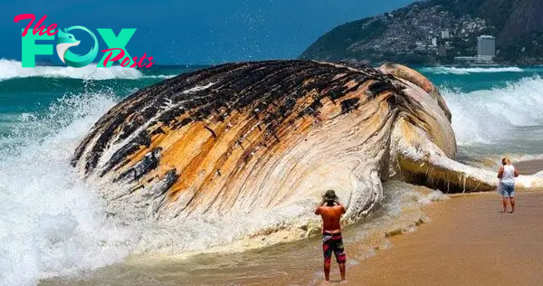 kp6.”Australia’s beaches were plunged into chaos as a giant sea creature, up to 295 feet long and weighing 80 tons, marked the ground. Believed to be the largest living creature ever recorded in history, it caused great attention and astonishment everywhere.”
