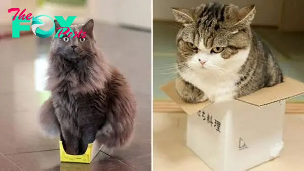 Cats Who Refuse To Accept That Their Boxes Are Too Small