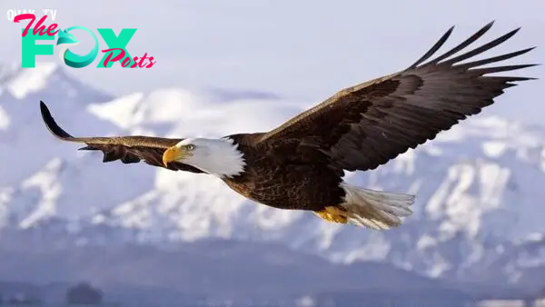 B83.The Eagle’s 7 Immutable Principles of Life: Lessons from Nature’s Majestic Hunter
