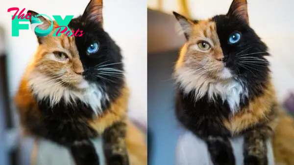 Meet Quimera, The Unique Two-Faced Cat