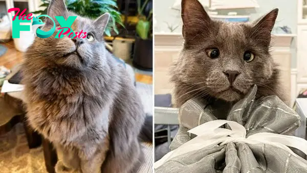 Once Abandoned At Shelter, Now This Cross-Eyed Cat Has A Loving Home