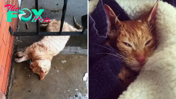 A Frozen Stray Cat Close To Death Nursed Back To Health By A Science Teacher