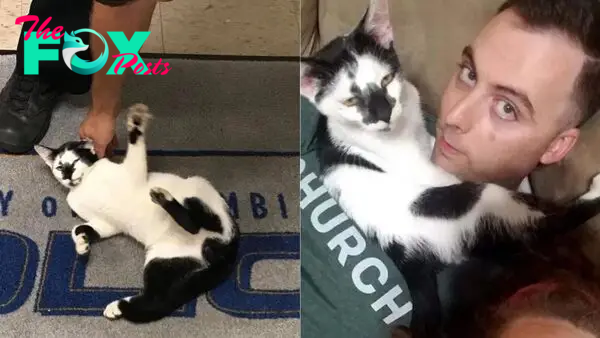 Stray Cat Sneaks Into A Police Station And Chooses Officer As His New Parent