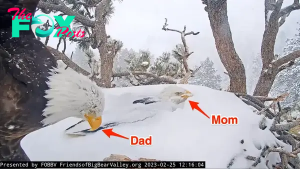S127 Two eagle parents alternated in enduring the snowfall to shield their eggs from the California storm. S127