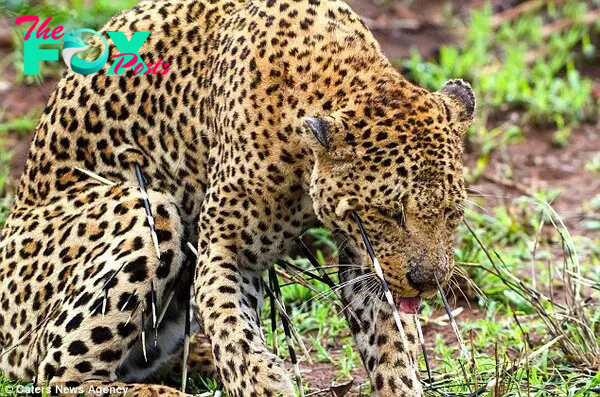 LS “””Unforeseen Results: Leopard’s Encounter with Porcupine Leaves it with a Furry Visage and Extensive Wound Care”””