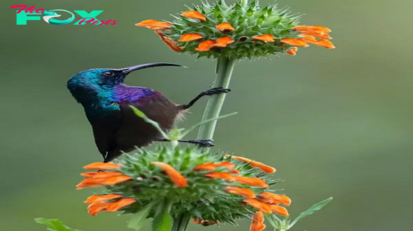 B83.Loten’s Sunbird: Nature’s Artistry Unveiled in Stunning Feathers and Unique Beak