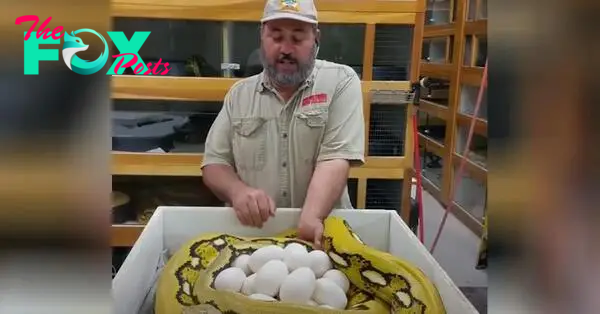 /10. A man learns the hard way not to tamper with a mother snake’s eggs.