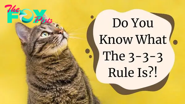 Your New Cat Will Quickly Settle Into A Home With The 3-3-3 Rule