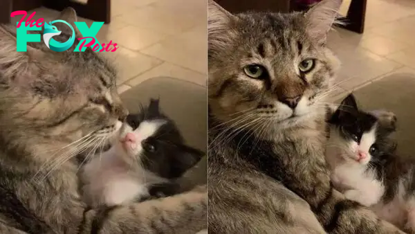 Senior Cat Dedicates The Rest Of His Life To Helping Orphaned Kittens In Need