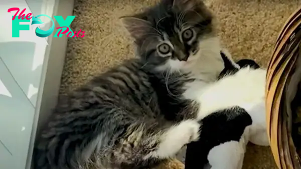 Cat Loved To Play With Stuffed Animals, Now Finally Gets A Sister