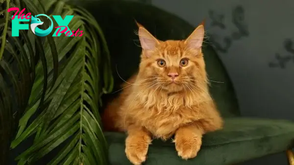 Info About Orange Maine Coons