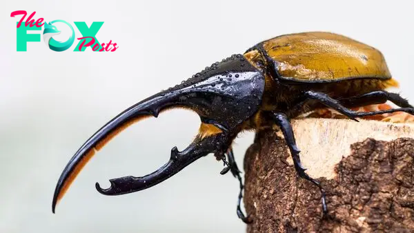 Hercules beetle: The titan insect with giant horns for love and war