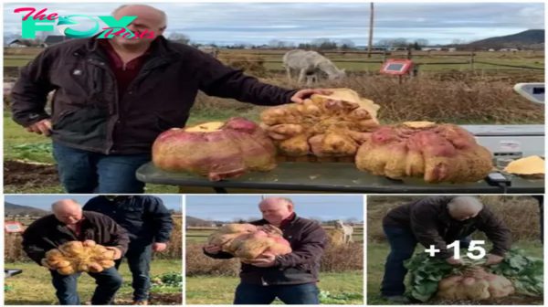 “Canadian Man Makes History: Sets World Record for Growing Heaviest Turnip, Weighing 29 Kilograms”