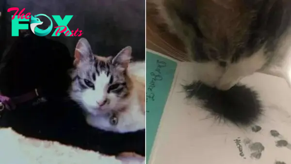 Cat Sees Her Late Best Friend’s Fur And Has The Sweetest Reaction