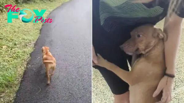 Nursing Dog Mom Runs Up To A Woman Trying To Get Help For Her Babies