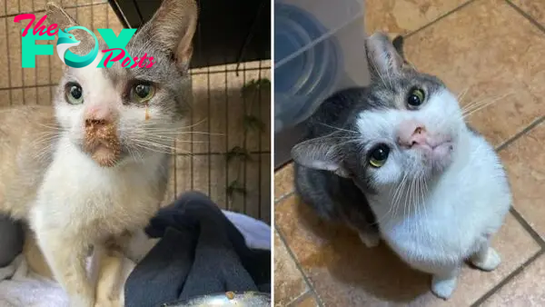 CS. “From Poisoned Stray to Pampered Purr: Tampa Woman’s Heartwarming Rescue Story”