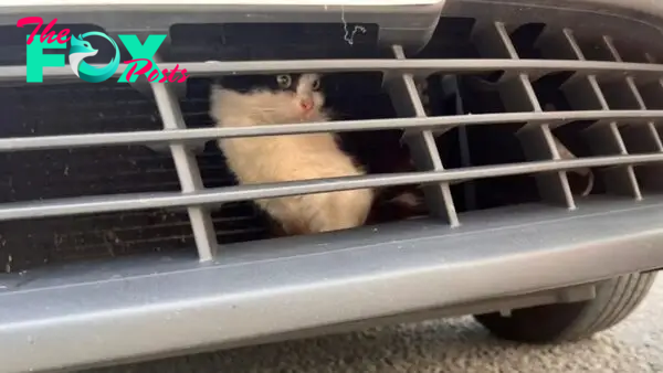 Kitten survives 500-mile journey trapped inside taxi grille