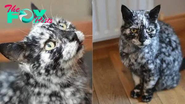 Cat’s Black Coat Turns Into A Unique Marble Fur Due To A Rare Skin Condition