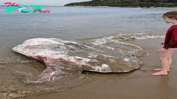 Aww Beachgoers left perplexed by massive 6ft ‘alien creature’ found washed ashore.