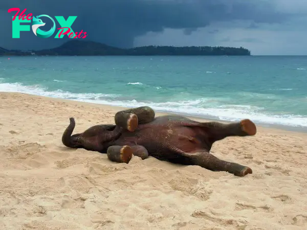 s4- A delightful video capturing the joyous antics of an elephant frolicking on the beach. (Video)