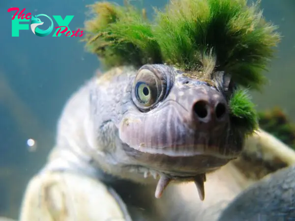 binh. “Meet the ‘Punk of the Turtle World’ and Read Its Strange Story, Unveiling the Unique and Intriguing Tale of Nature’s Eccentric Creatures.”