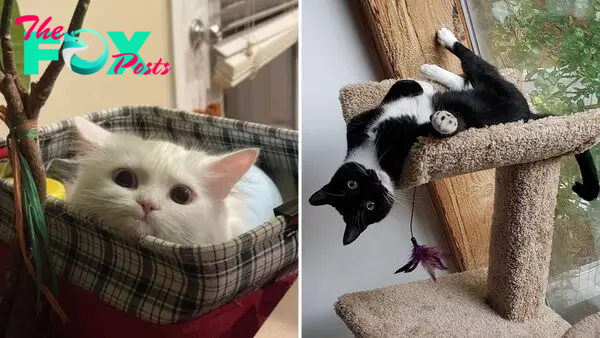 Cat Parents Share Their Furry Friends Went Full Goofball