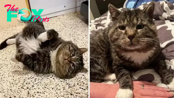 Cat Rolls All Over The Ground In Front Of His Adopters After Years Of Wandering Outside