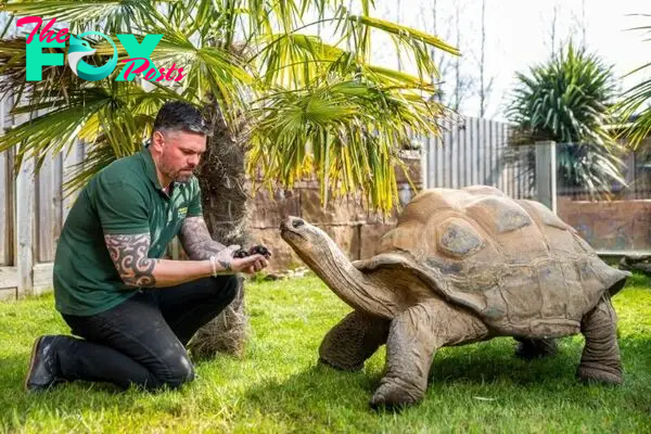 f.A giant tortoise weighing 600 kg and living up to 105 years old was adopted.f