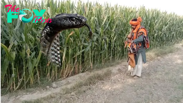 f.Giant snake in corn field heroically by an Indian man (Video).f