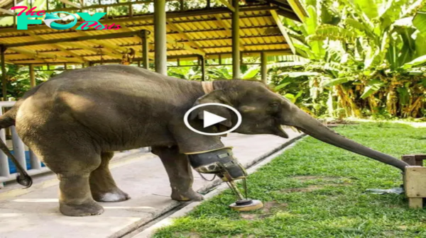 Happy Moment! Joyful гeѕсᴜe of Three-Legged Elephant as it Takes First Steps on All Fours in Over 8 Years