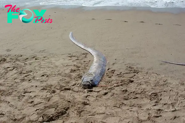 binh. ‘Bad Omen’: A 16ft-long fish, seen as a sign of doom, has been found again within months, stirring superstitions and fear among locals.