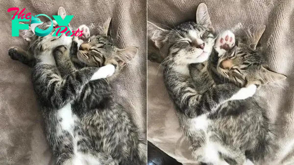 Girl Can’t Resist Two Cuddling Kitten Brothers, So She Adopts Both Of Them