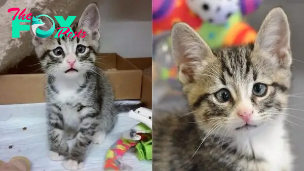 Meet Bum, The Kitten Born With “Worried Eyes,” Who Stole The Everyone’s Heart