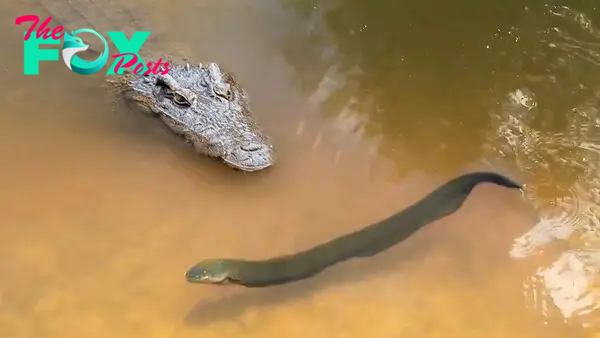 AK “Captivating Encounter: Tension peaks as a crocodile squares off against an 860-volt electric eel, a high-stakes moment vividly captured on film.”
