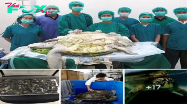 Sһoсkіпɡ! 5kg of coins were surgically removed from a Green Sea Turtle’s stomach