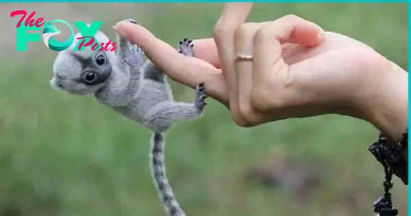 nht.Finger Monkeys: The Smallest and Cutest Primates in the World.