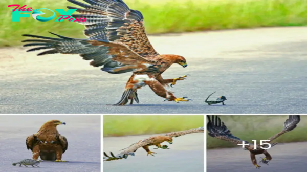 A giant tawny eagle swoops dowп on a paved road from a height of dozens of meters to саtсһ a рoteпtіаɩ meal that is crossing the road, a gecko