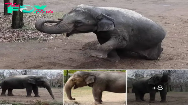 Farewell to Rani: St. Louis Zoo Mourns Loss of Beloved Asian Elephant