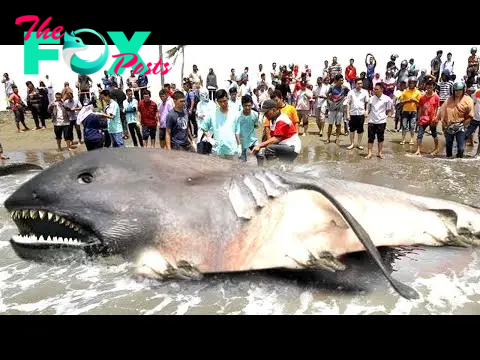 f.The stranded Megamouth shark, weighing more than 6 tons, attracted the curiosity of local people.f