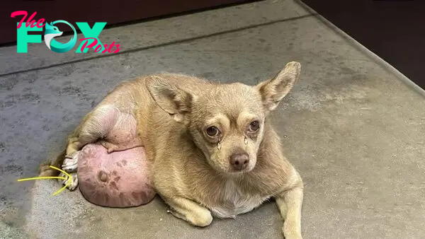 “The Overflowing Joy of the Dog: Tears of Happiness as it Recovers and Finds Blissful Shelter”