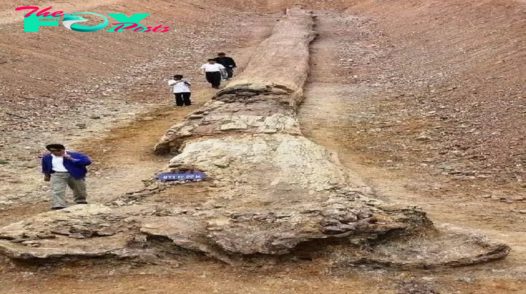 Discovery of Petrified Ancient Giant Trees Unveiled in Thailand
